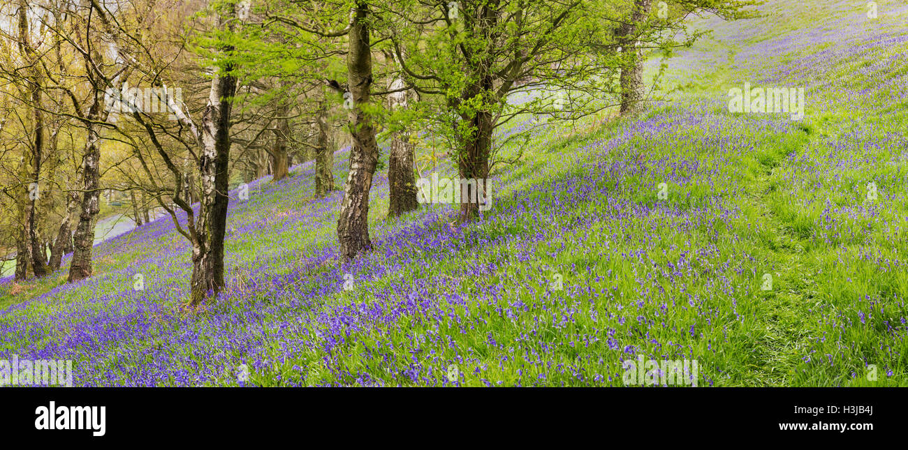 Wild English Bluebells are lit up by the early morning sunrise. Stock Photo