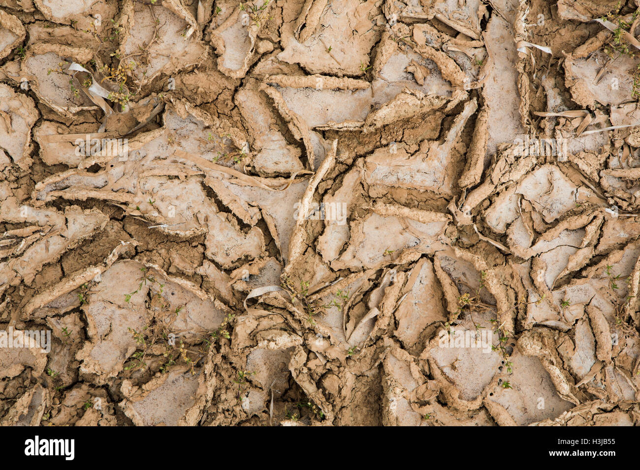 Cracks in the mud appear as the dry earth is baked under a hot sun in Greece. Stock Photo
