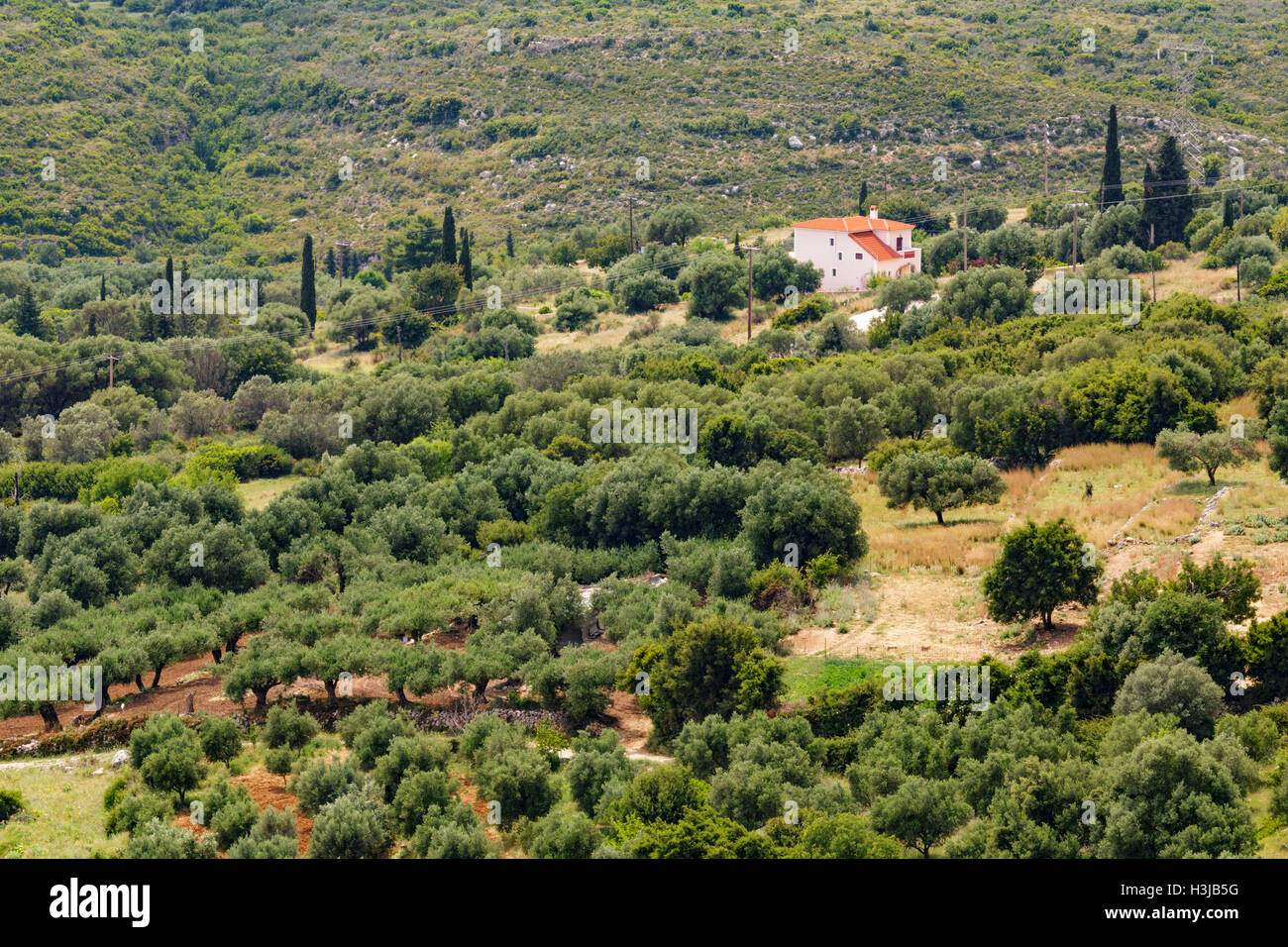 A Greek Villa stands on the mountain side surrounded by a landscape of green Olive trees in Kefalonia, Greece. Stock Photo