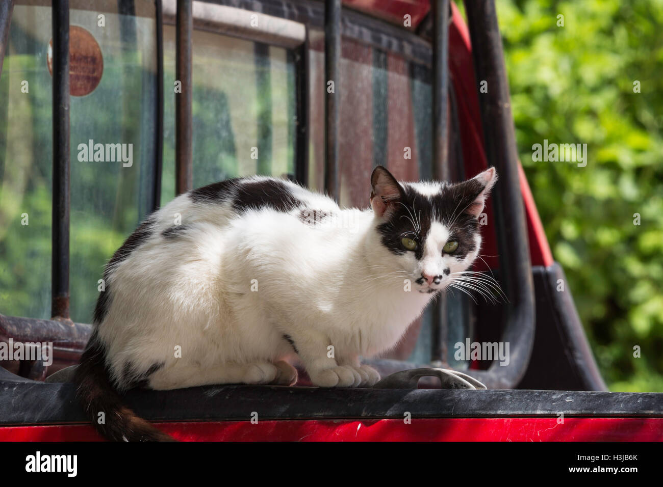 Black and white cat perching on a red pick-up truck. Stock Photo