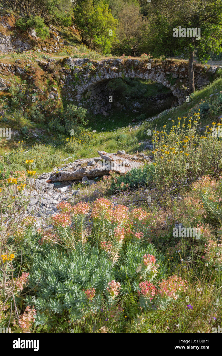 Wildflowers on the bank of a dry river bed, Greece. Stock Photo