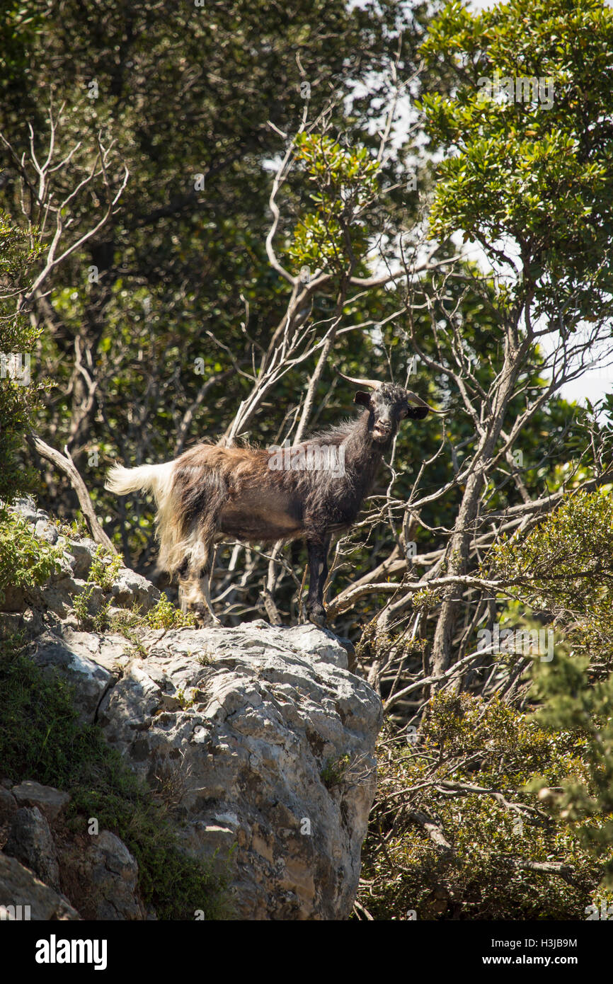 A wild goats calls out to the herd from a rock, Greece. Stock Photo