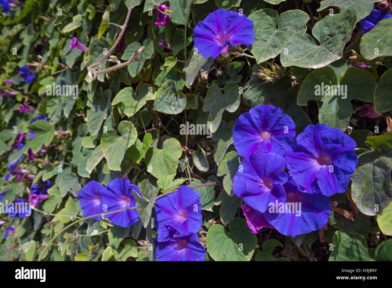 Blue Morning Glory, Ipomoea indica, growing wild in Greece. Stock Photo