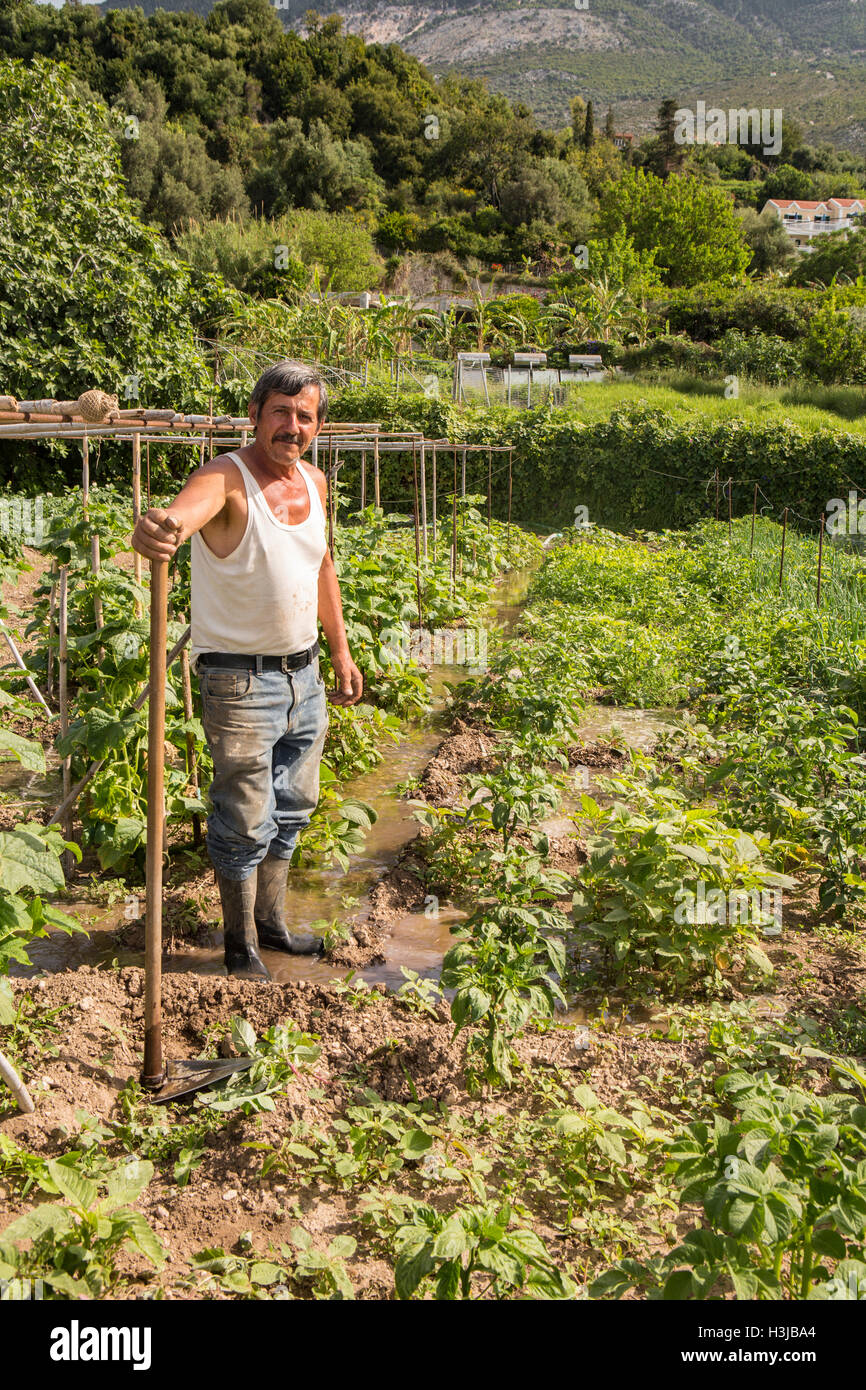 A gardener in Greece digs a trench to irrigate his vegetables in an allotment. Stock Photo