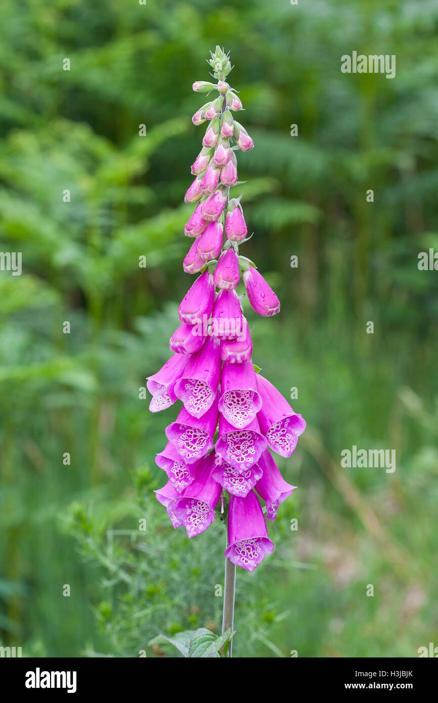 foxglove (Digitalis purpurea) growing in field in Norfolk, UK Stock
