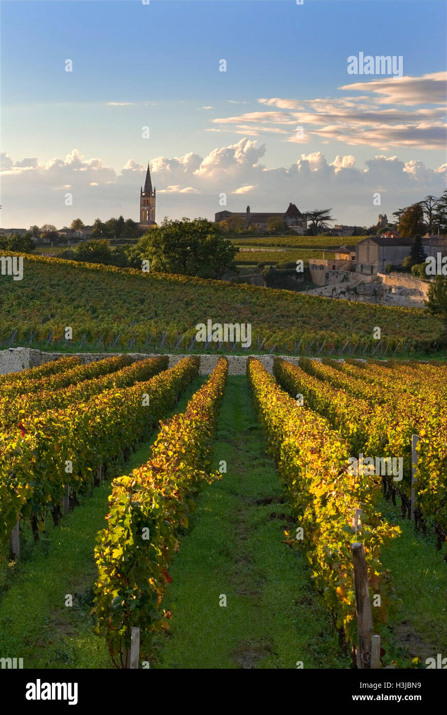 saint-emilion-st-emilion-vineyard-rows-vines-view-of-village-of-saint