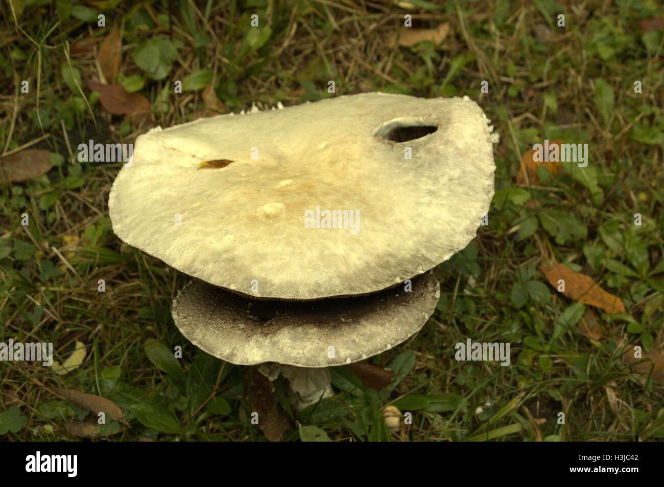 Mushroom Face Made Up Of Two Large Flat Mushrooms Stock Photo