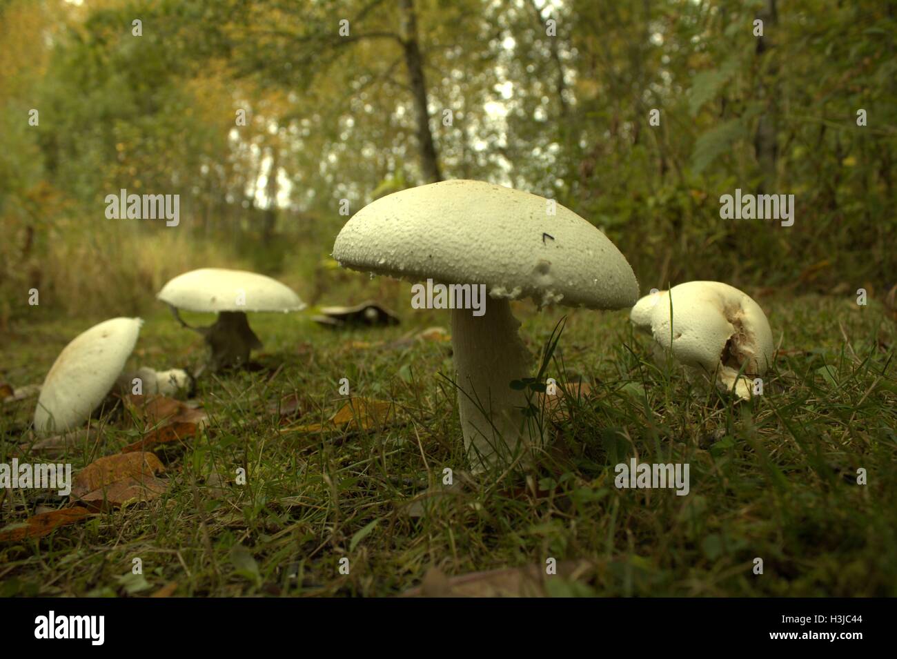 White fungi soil hires stock photography and images Alamy