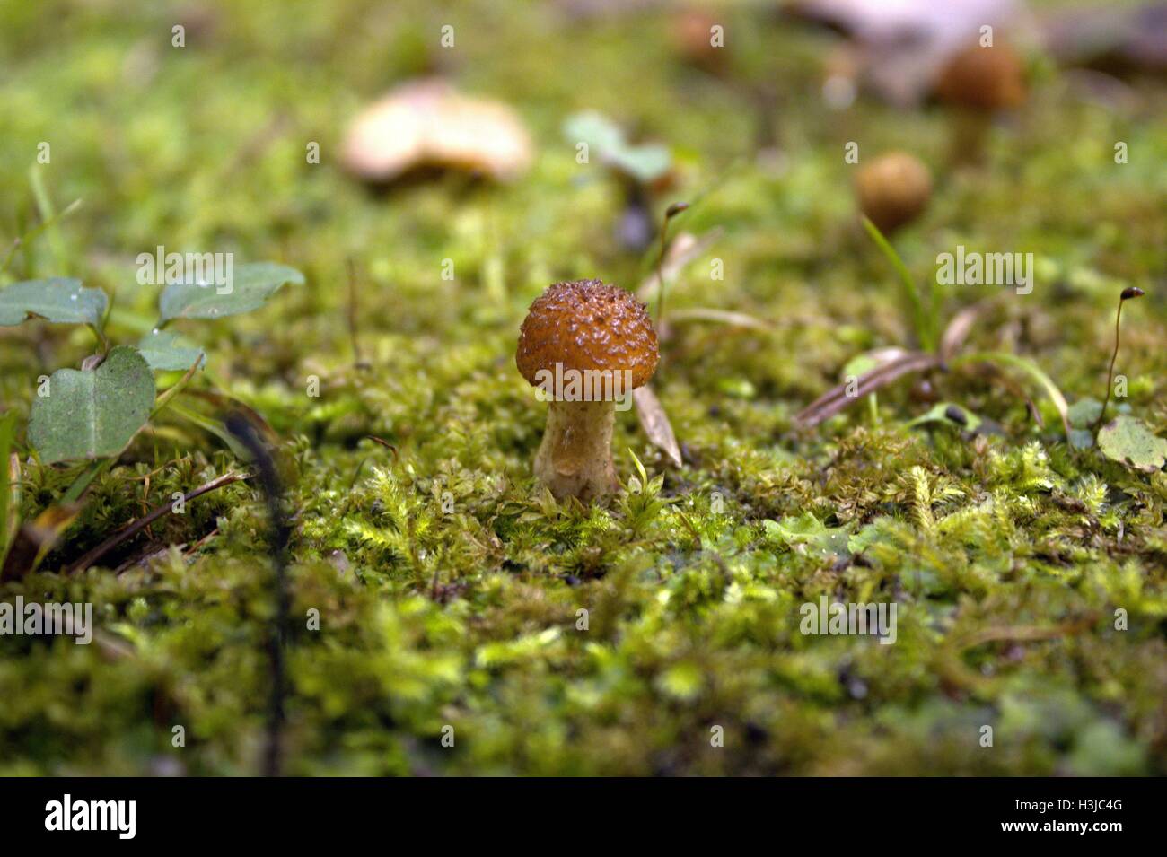 Armillaria Gallica; Tiny Bumpy Brown Mushroom in Moss Stock Photo