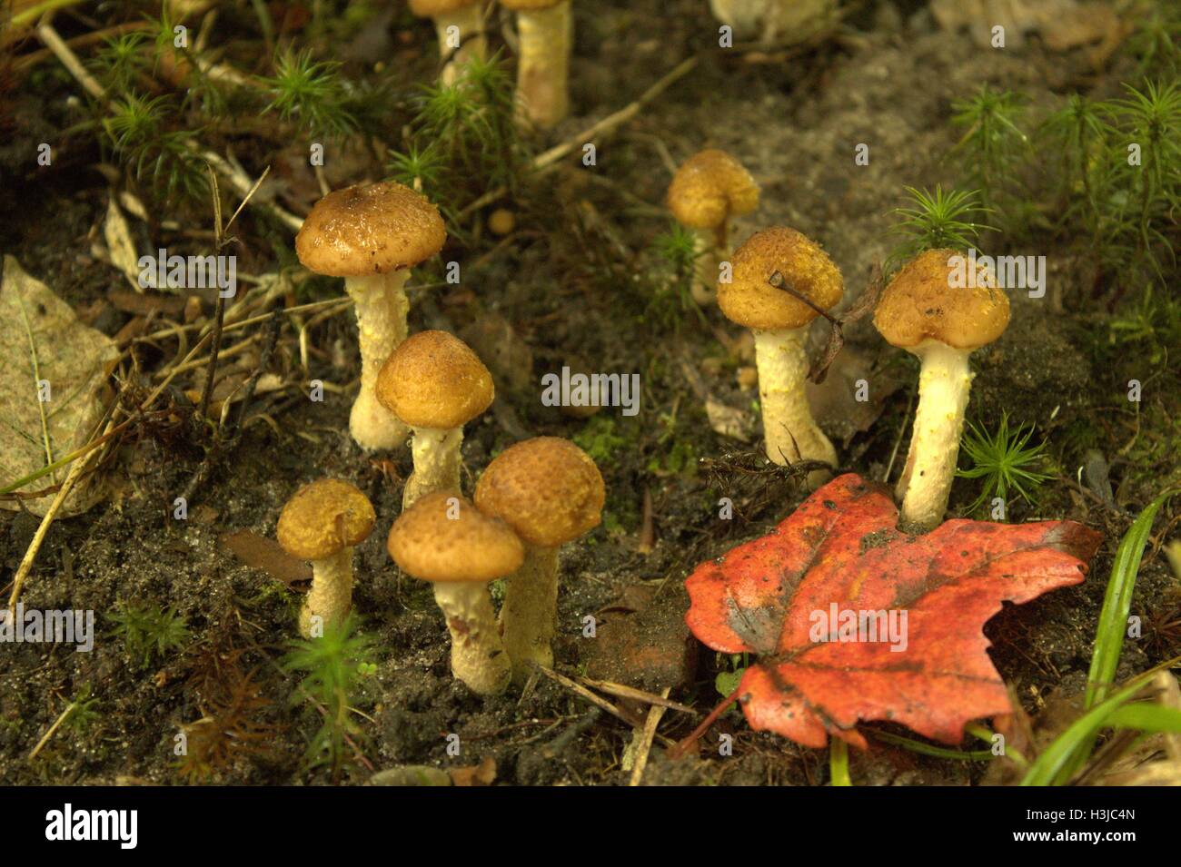 Small Brown Cort Mushrooms Stock Photo