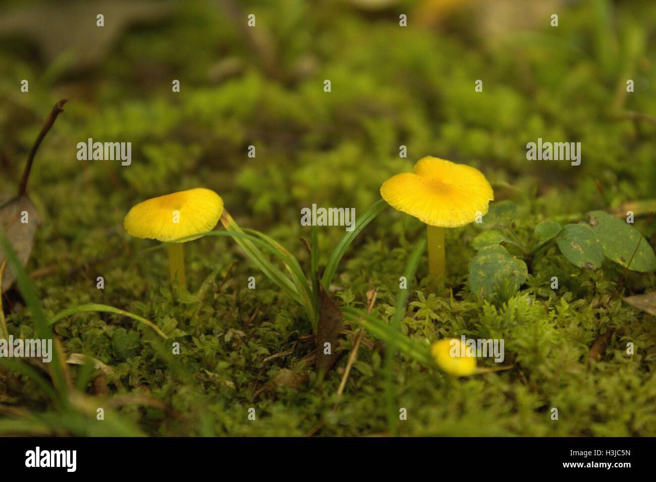 Tiny Bright Yellow Mushrooms Growing Out f Moss Stock Photo Alamy