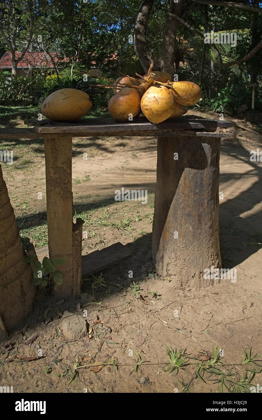 Fresh kings coconuts on wood structure in Sri Lanka, Asia. Stock Photo