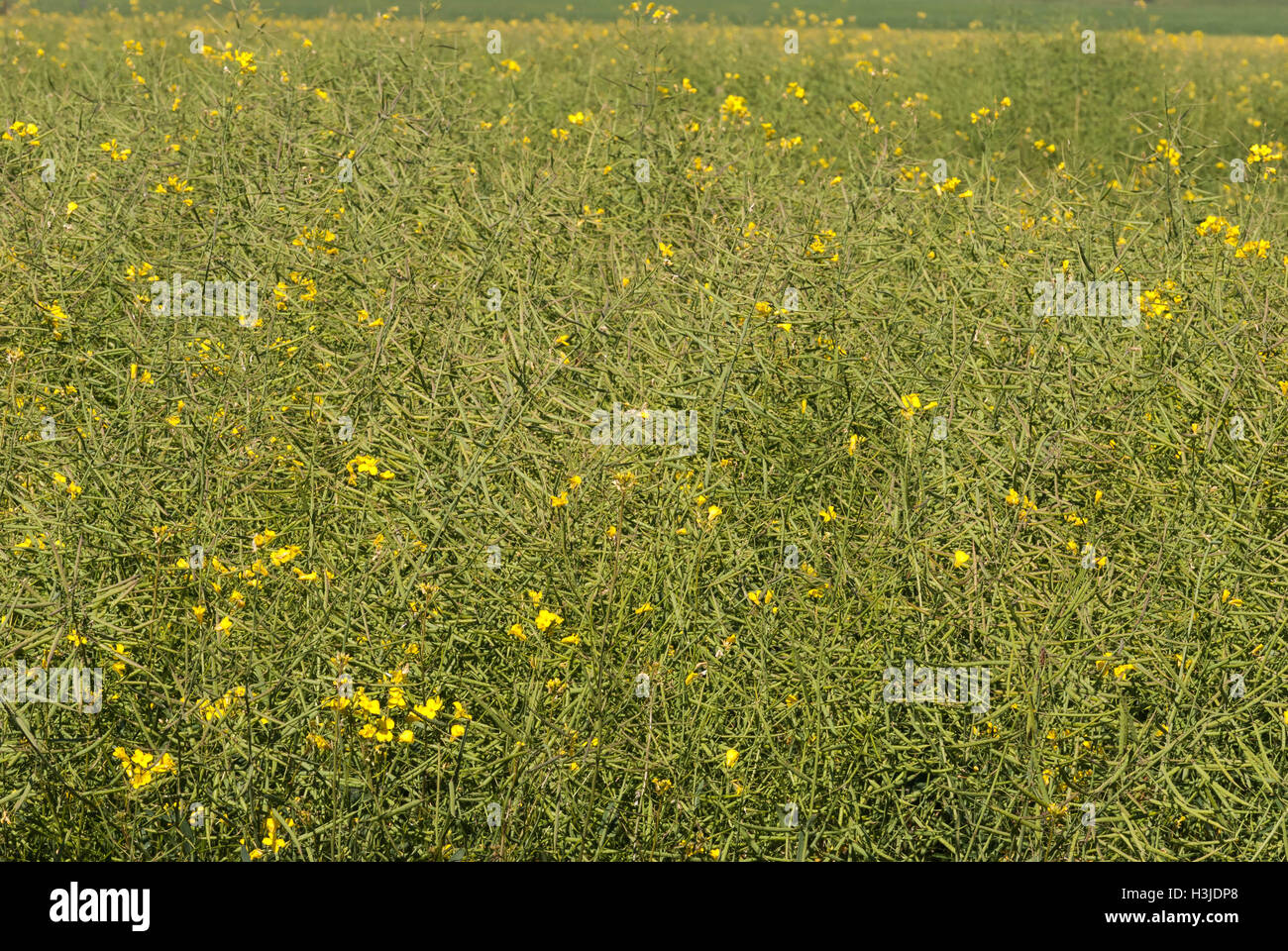 a close up of a ripening canola crop in a rural field Stock Photo