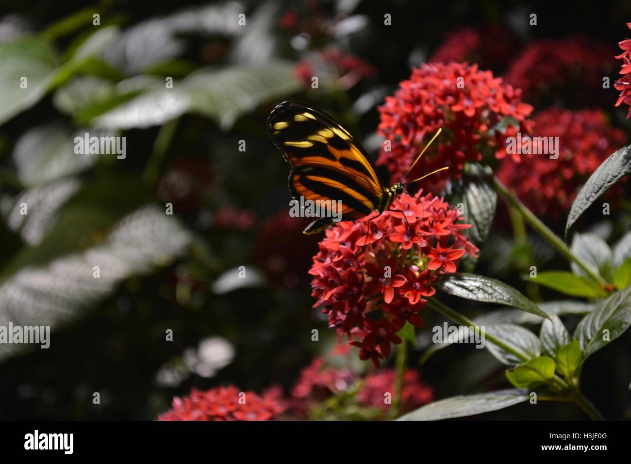 A butterfly on flowers in the Butterfly Garden in the Museum of Science
