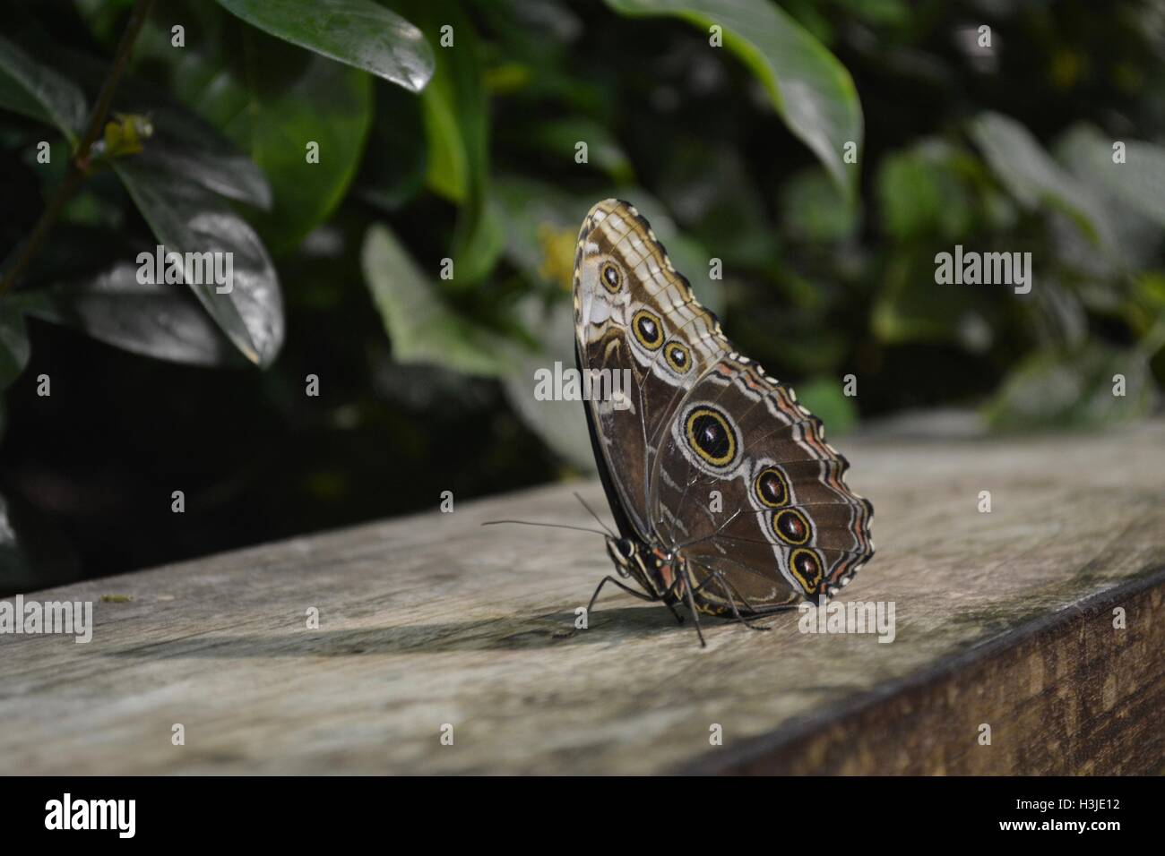 A butterfly on flowers in the Butterfly Garden in the Museum of Science