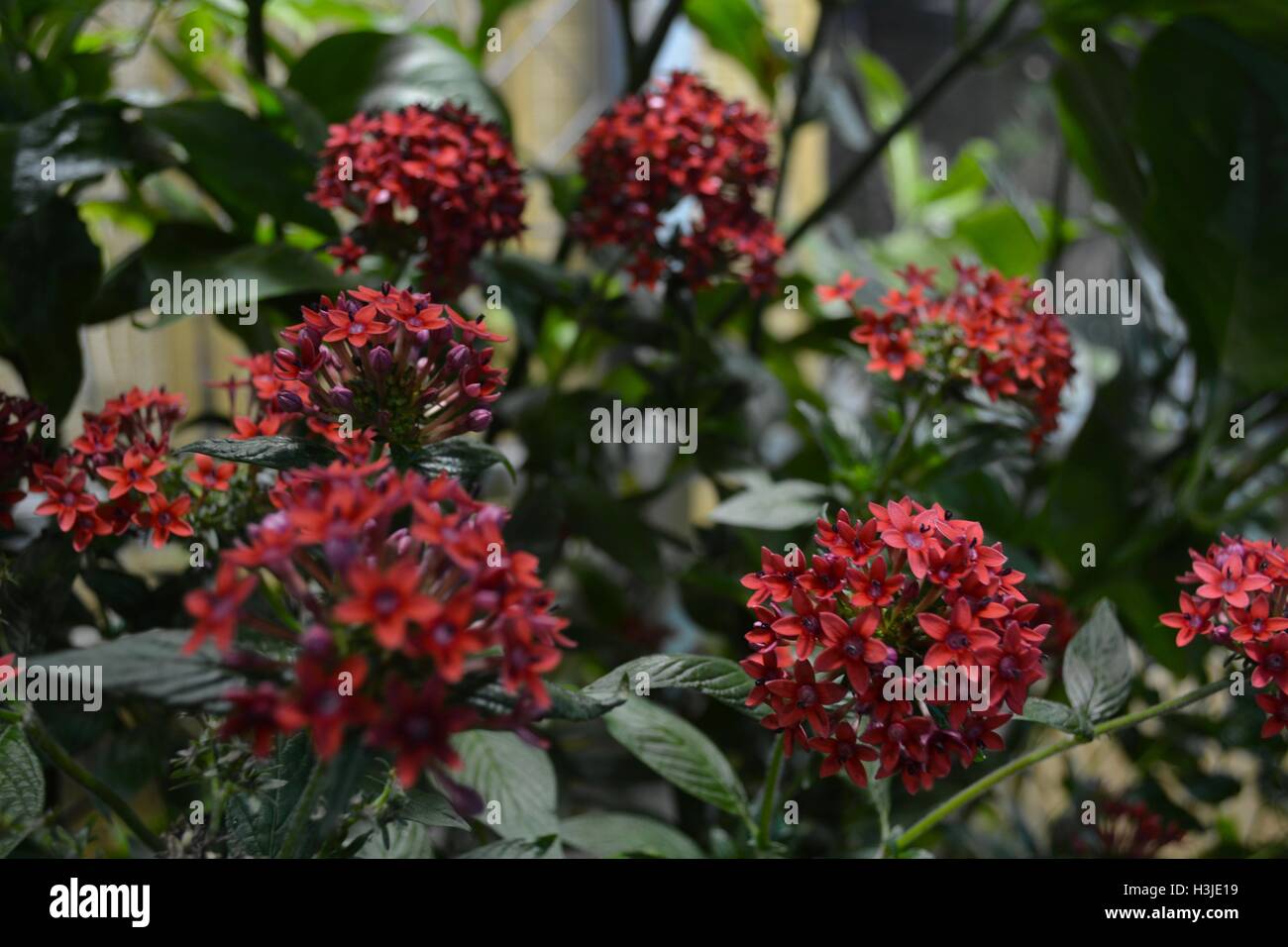 A butterfly on flowers in the Butterfly Garden in the Museum of Science
