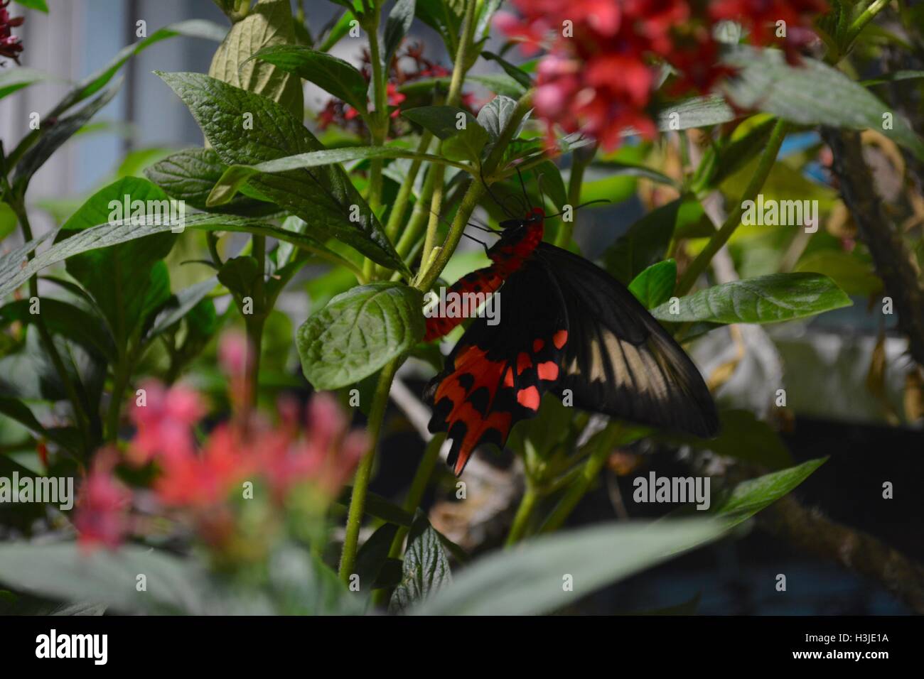 A butterfly on flowers in the Butterfly Garden in the Museum of Science