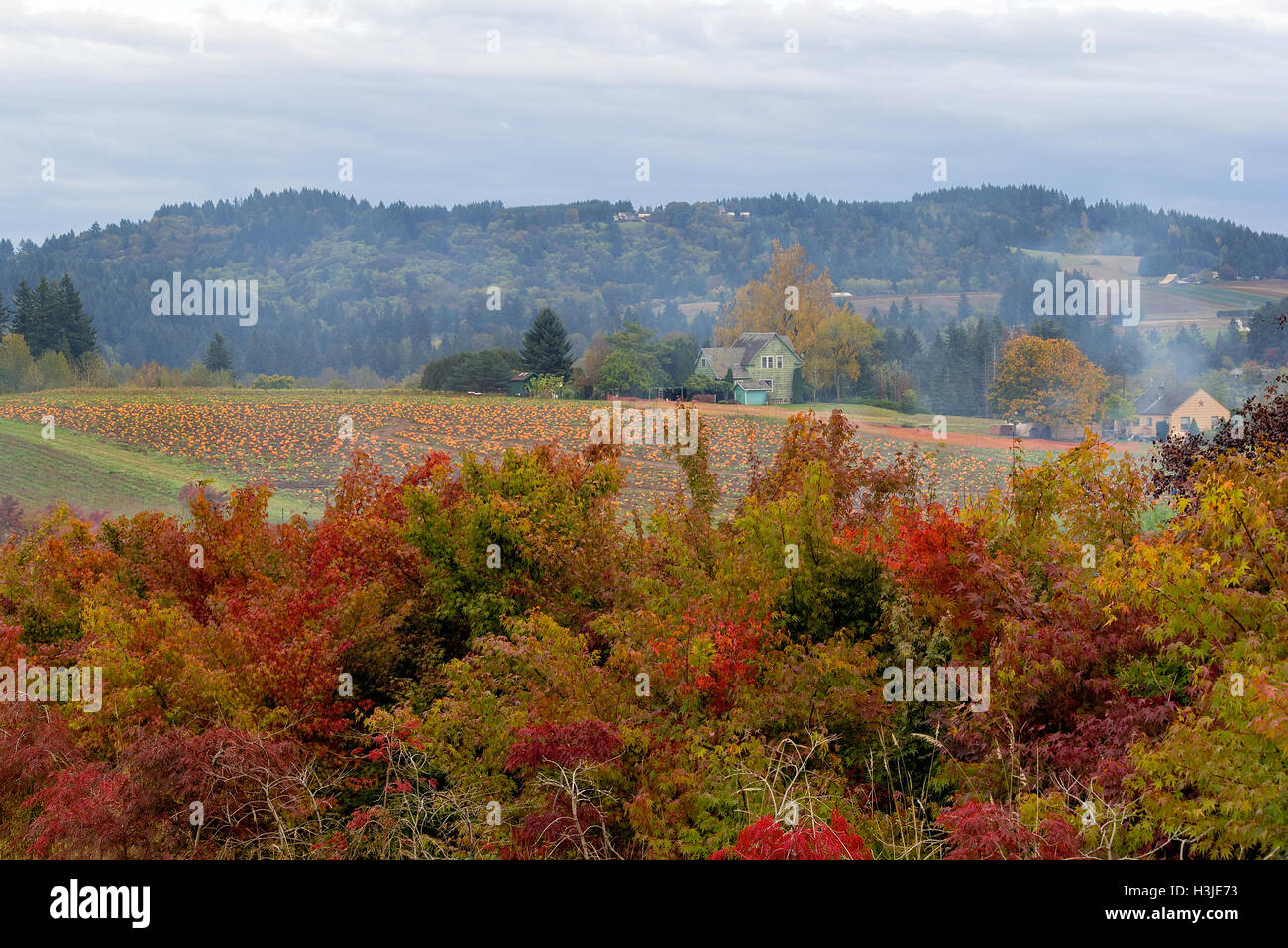 Pumpkin Patch Farm in Rural Farmland Oregon during Fall Season Stock Photo