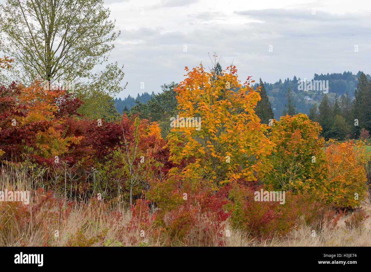 Maple Trees fall color foliage in Oregon during Autumn Stock Photo