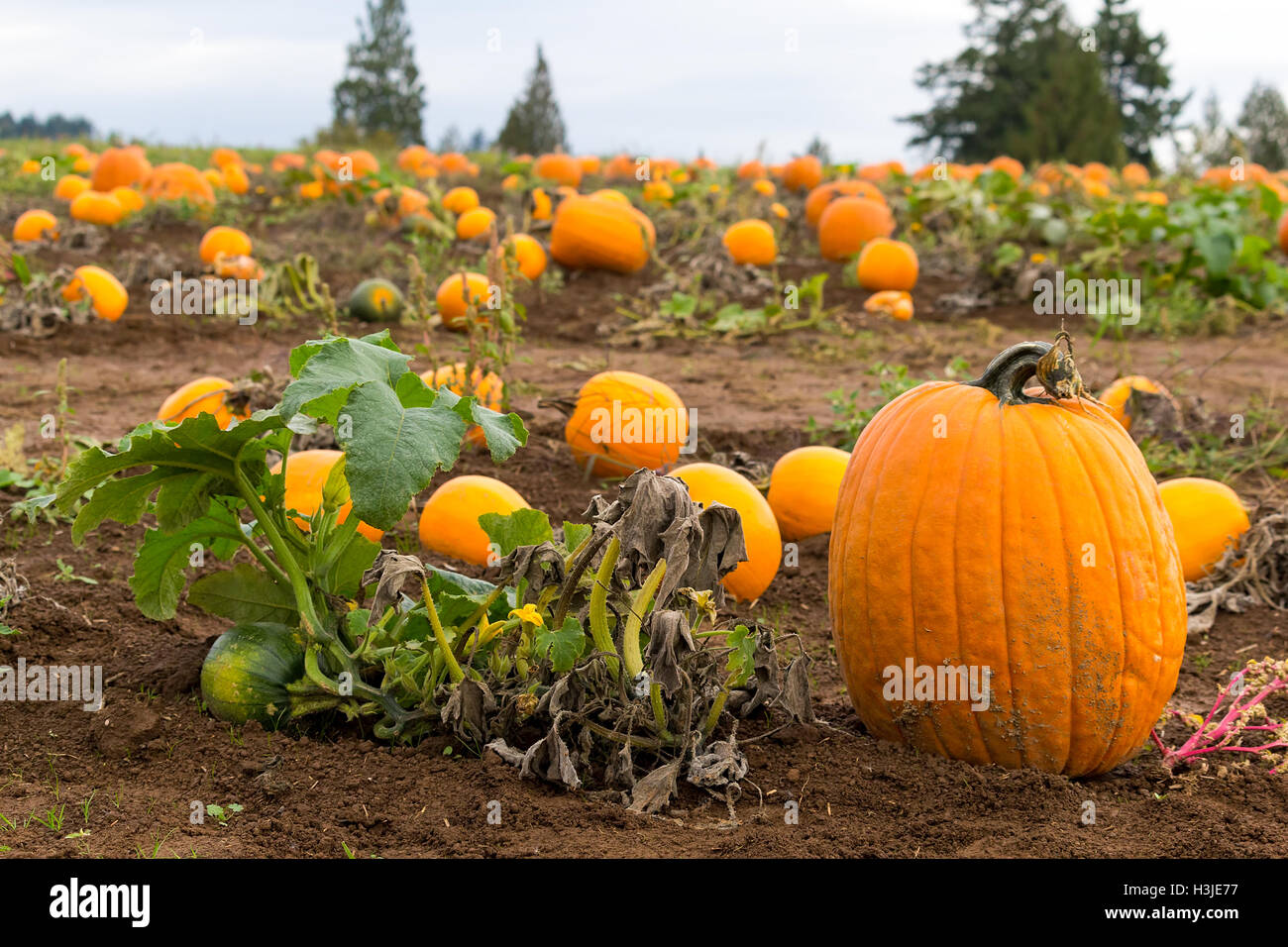 Pumpkin Patch in Rural Farmland Oregon during Fall Season Stock Photo