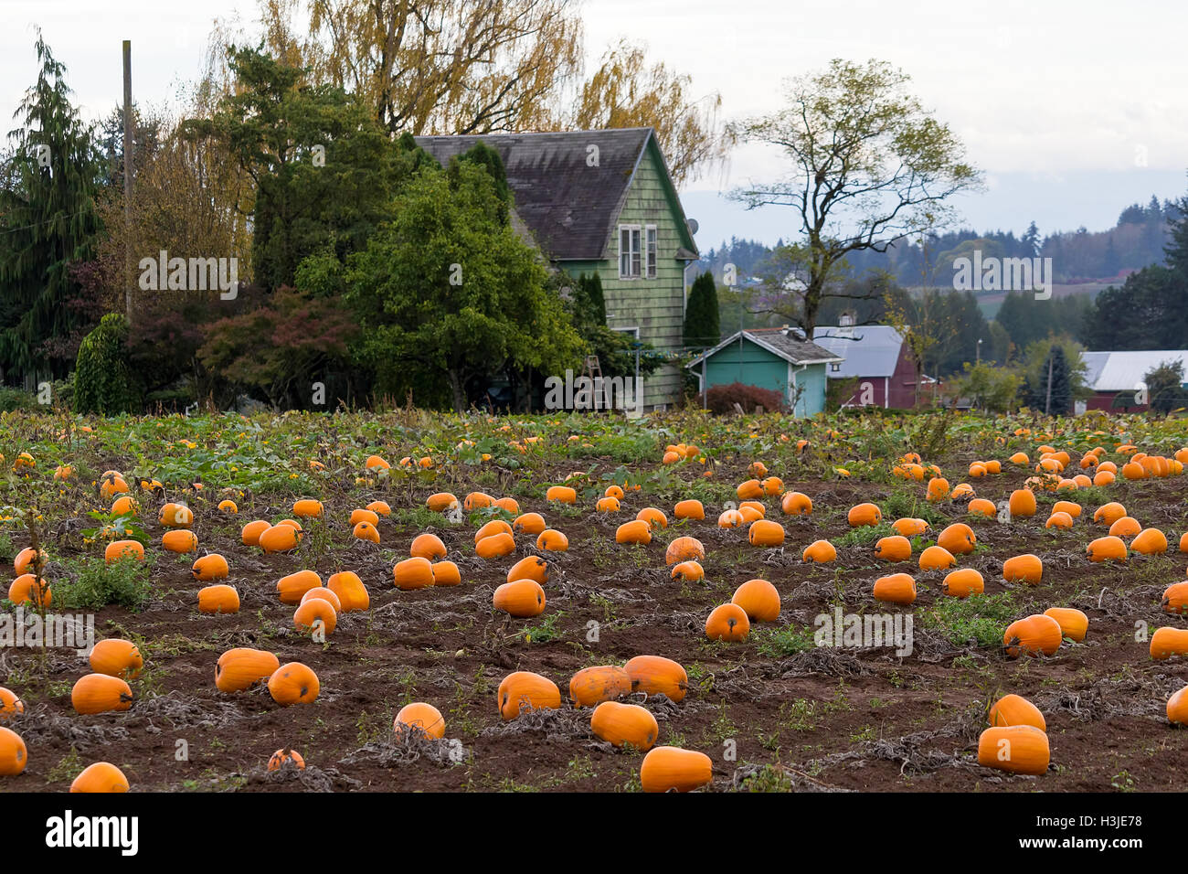 Pumpkin Patch by Farm house in Rural Farmland Oregon during Fall Season Stock Photo