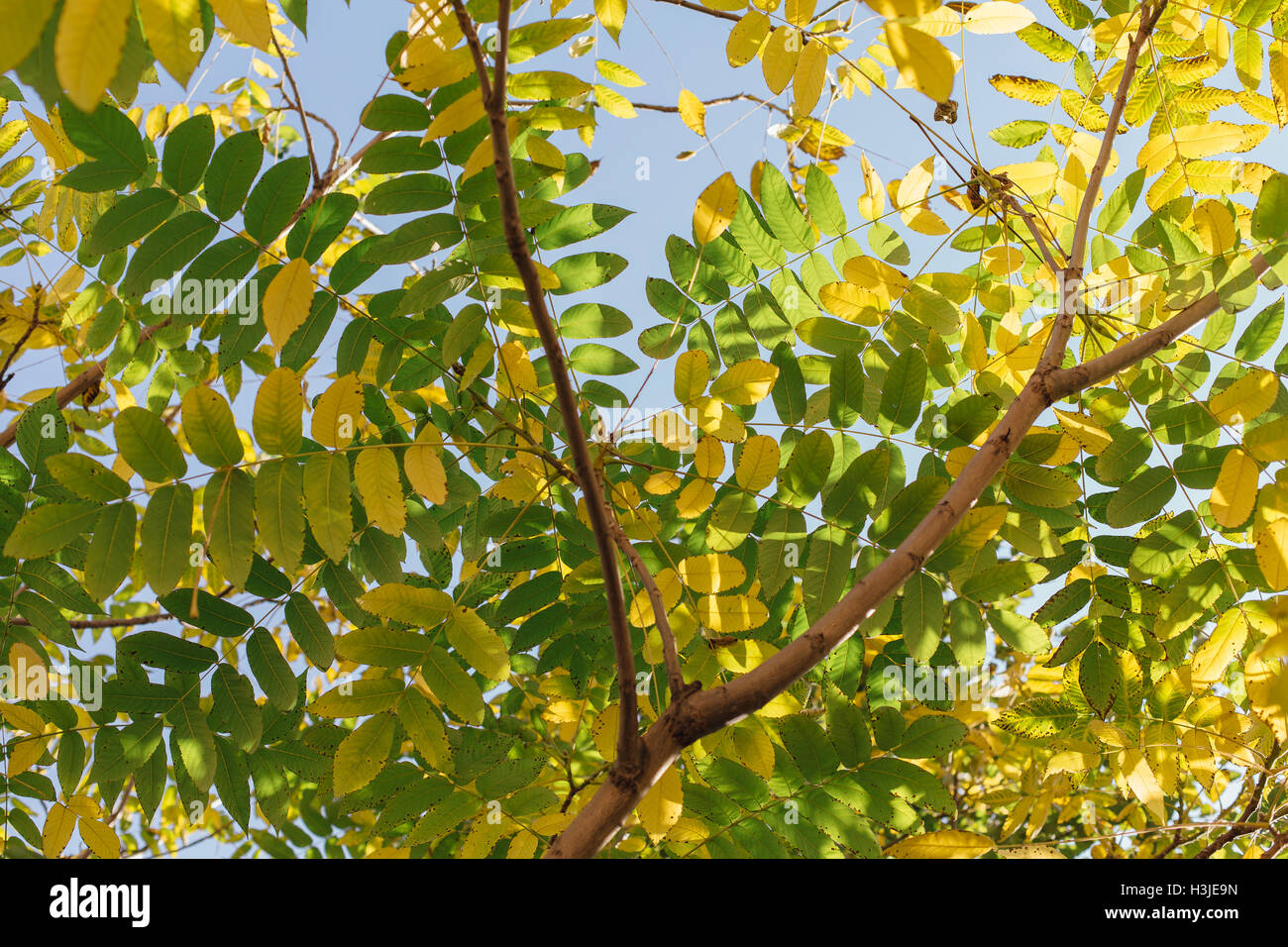 Autumn yellow leaves on the tree Stock Photo - Alamy