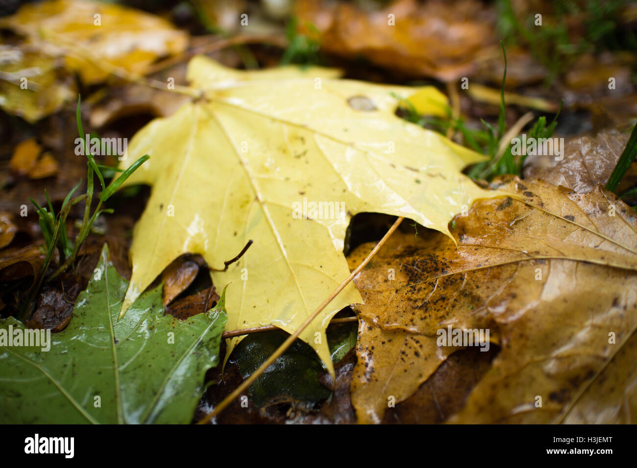 Autumn background. Wet leaves. Stock Photo