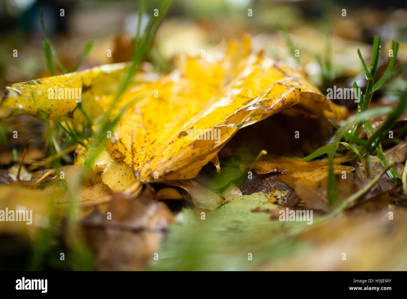 Autumn background. Wet leaves. Stock Photo