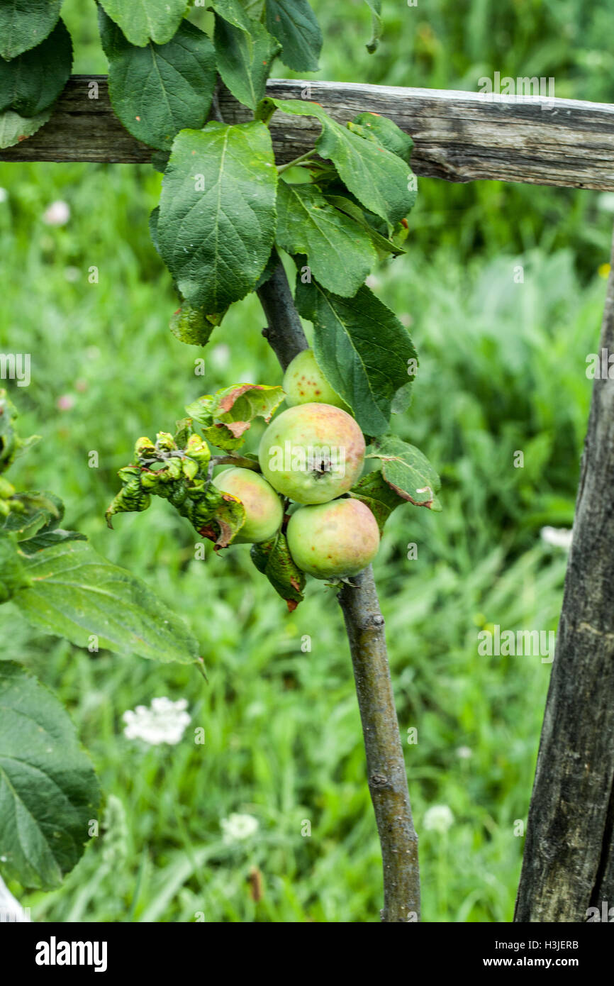 Apple tree Alexandre de Savoie Stock Photo