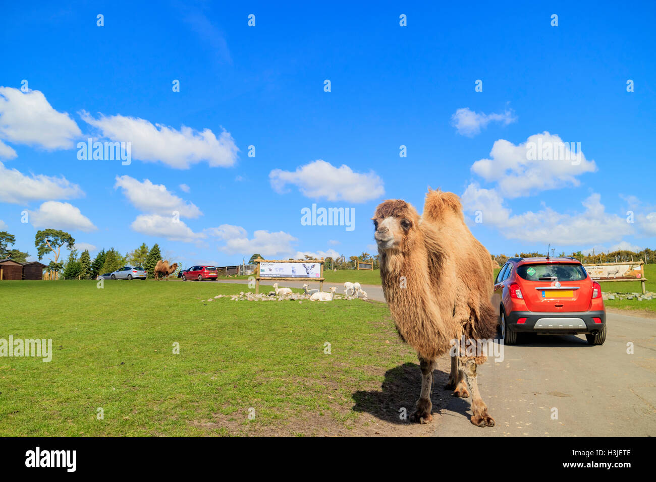 Spring Grove, APR 23: Camel in the beautiful West Midland Safari Park on APR 23, 2016 at Spring Grove, United Kingdom Stock Photo