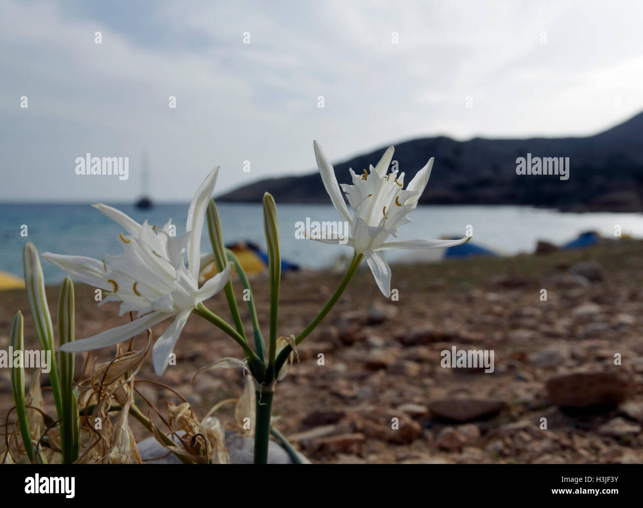 Sea Daffodil Pancratium maritimum, Pandomas Beach, Chalki Island, Dodecanese Islands, Greece. Stock Photo