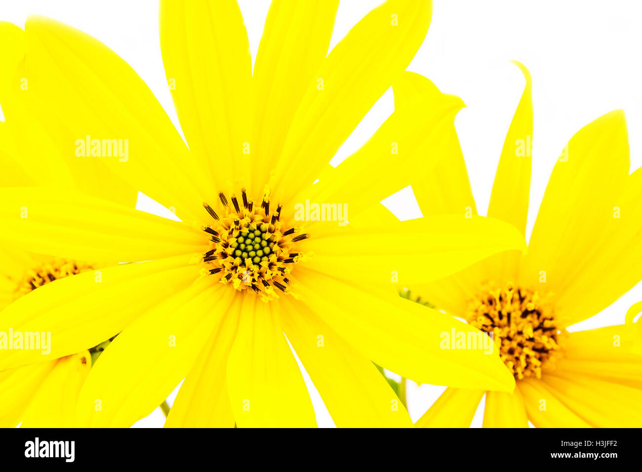 Thin Petals High Resolution Stock Photography and Images Alamy