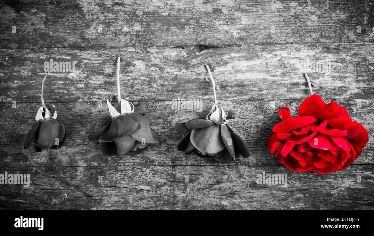 White Roses Black Background Stock Photos White Roses Black