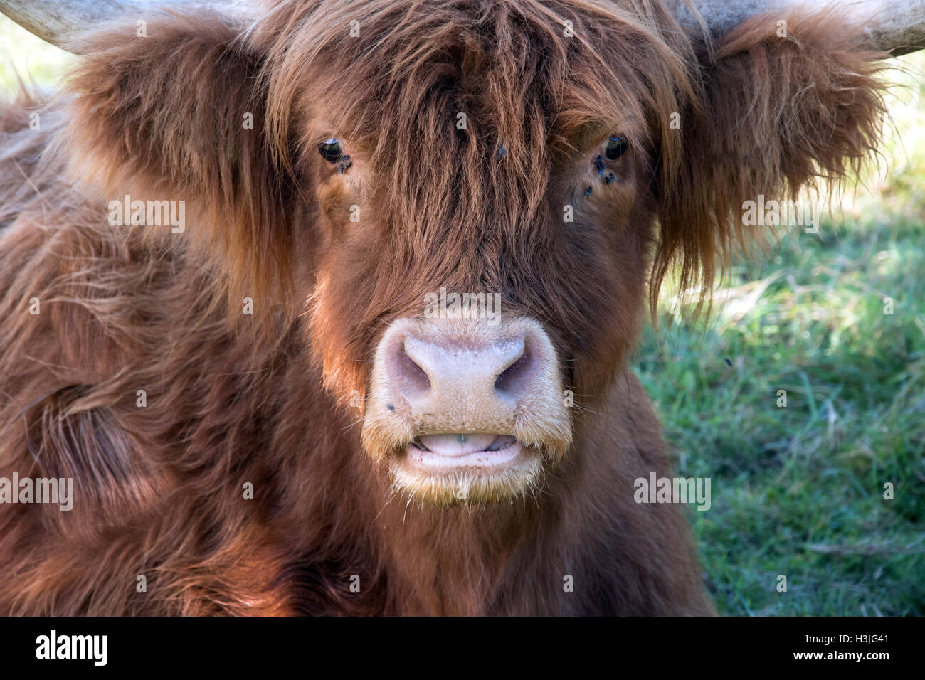 Closeup of face of highland cow Stock Photo - Alamy