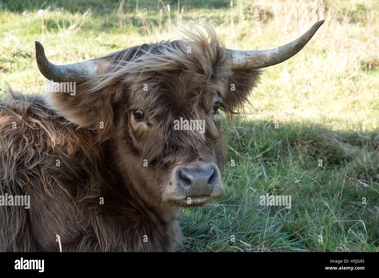 Dark haired highland cow Stock Photo