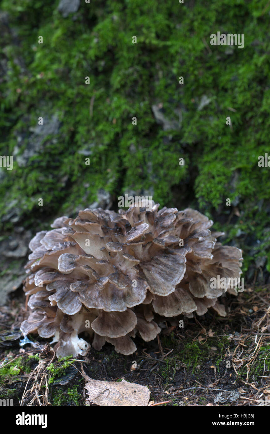 Grifola frondosa, edible polyporus mushroom whidele khown in Far East and North America. Stock Photo