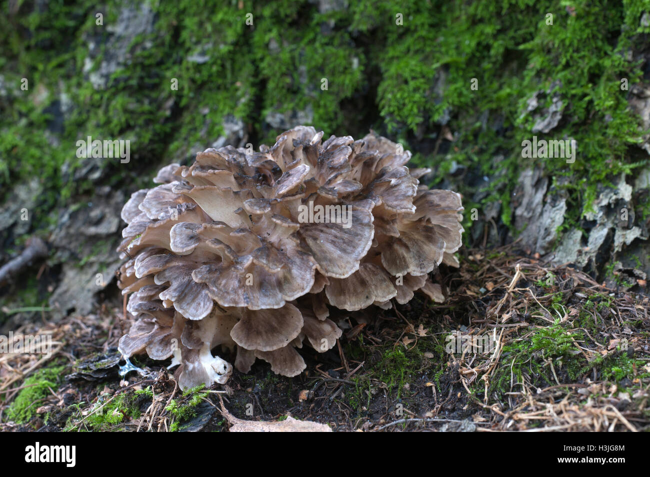 Grifola frondosa, edible polyporus mushroom whidele khown in Far East and North America. Stock Photo
