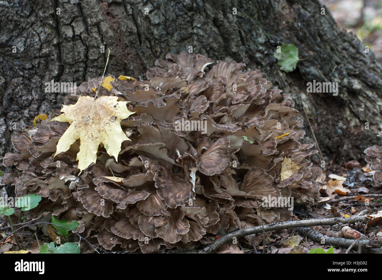 Grifola frondosa, edible polyporus mushroom whidele khown in Far East