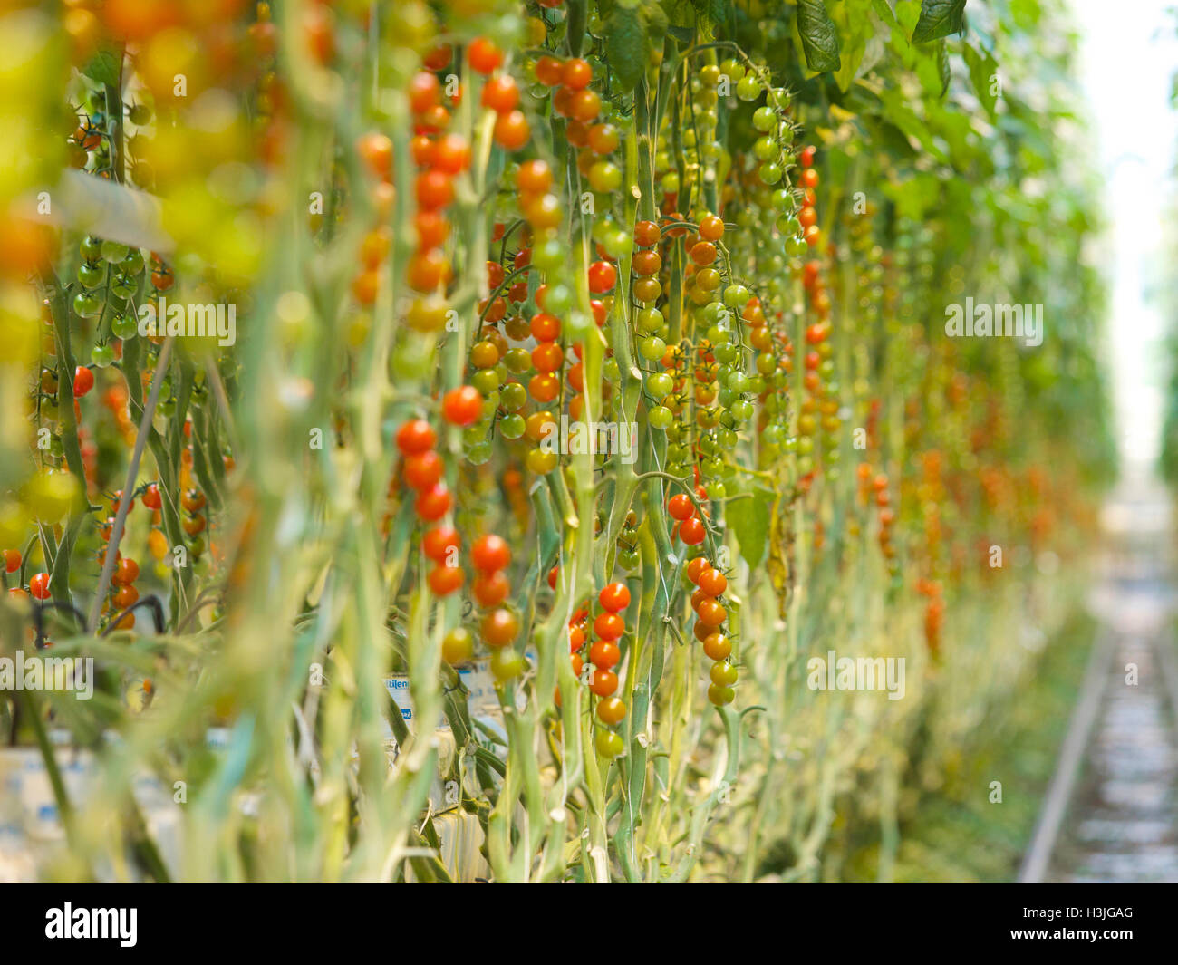 Growing tomatoes in a greenhouse on an industrial scale, Rilland, Zeeland, the Netherlands Stock Photo