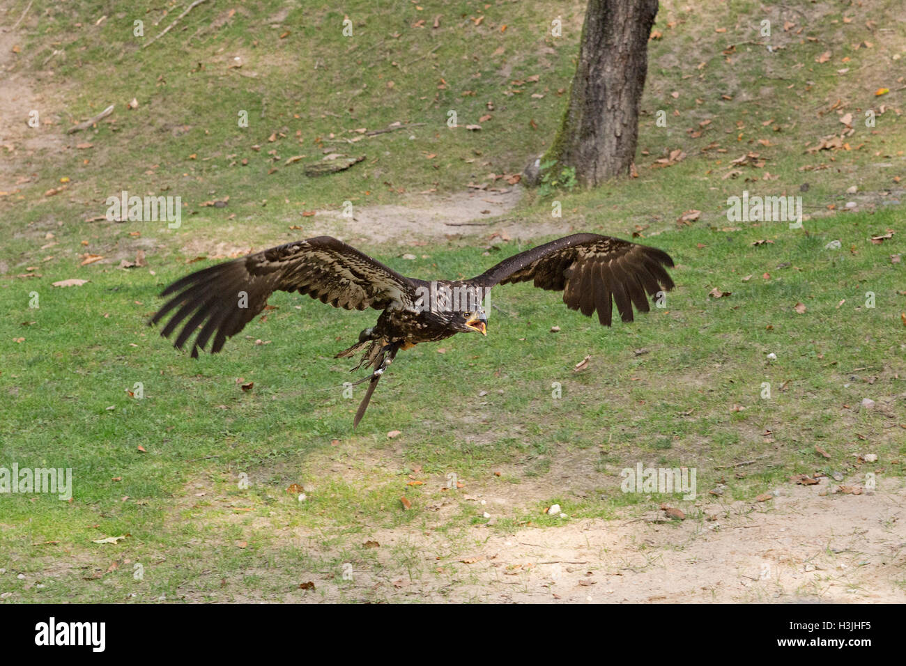 flying young bald eagle (Haliaeetus leucocephalus), Wildpark Schwarze Berge, Rosengarten, Lower Saxony, Germany Stock Photo