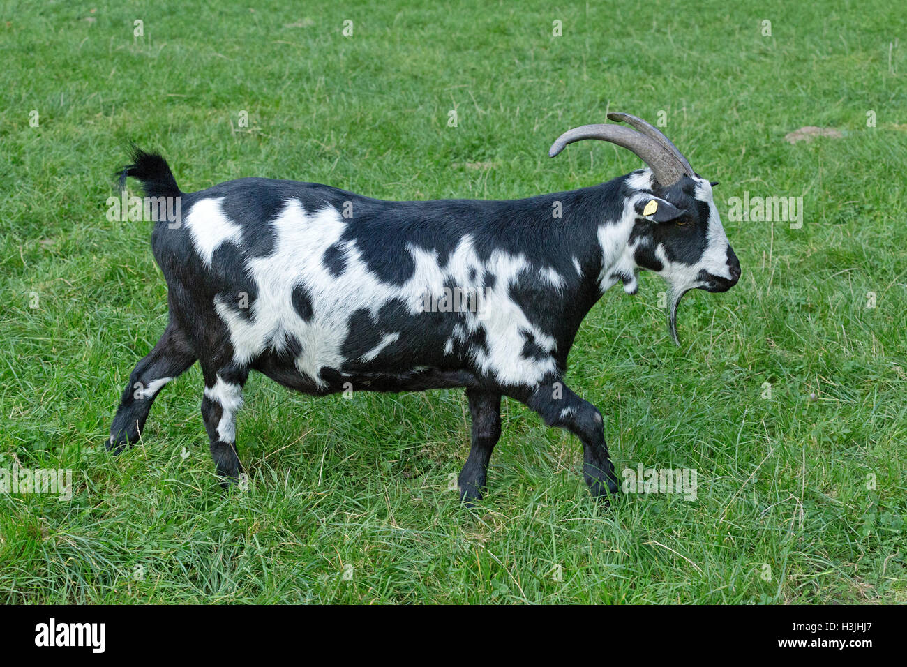 goat, Wildpark Schwarze Berge, Lower Saxony, Germany Stock Photo