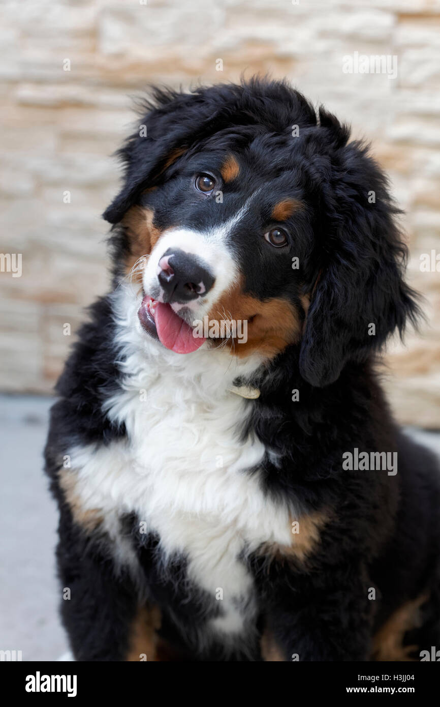 Cute bernese mountain dog puppy sitting and looking Stock Photo