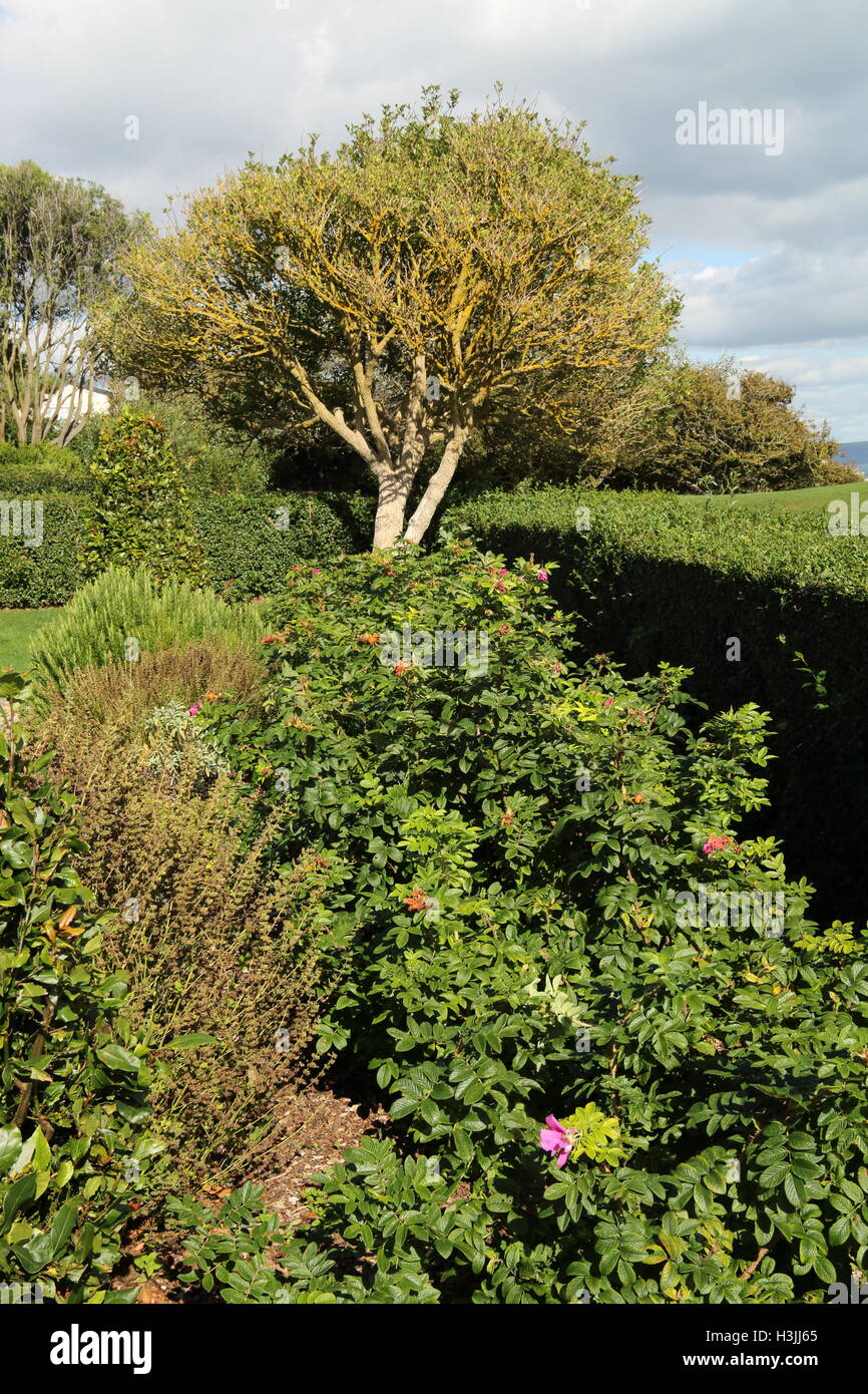 Sandsfoot castle gardens,Weymouth,Dorset,UK Stock Photo Alamy