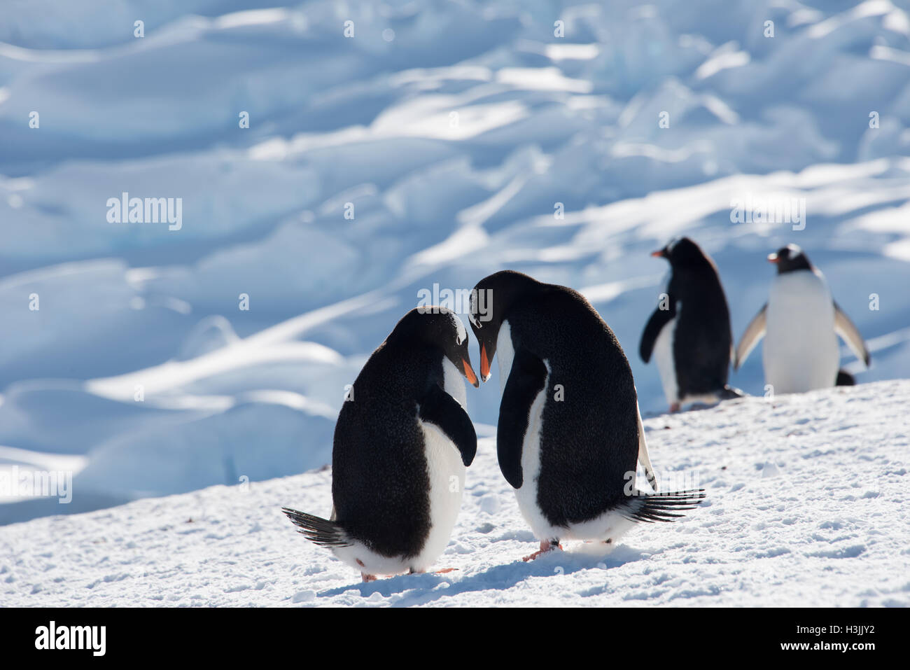 Chinstrap penguins showing affection to each other Stock Photo
