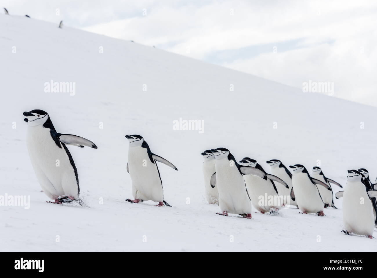 Chinstrap penguins marching in Antarctic Stock Photo