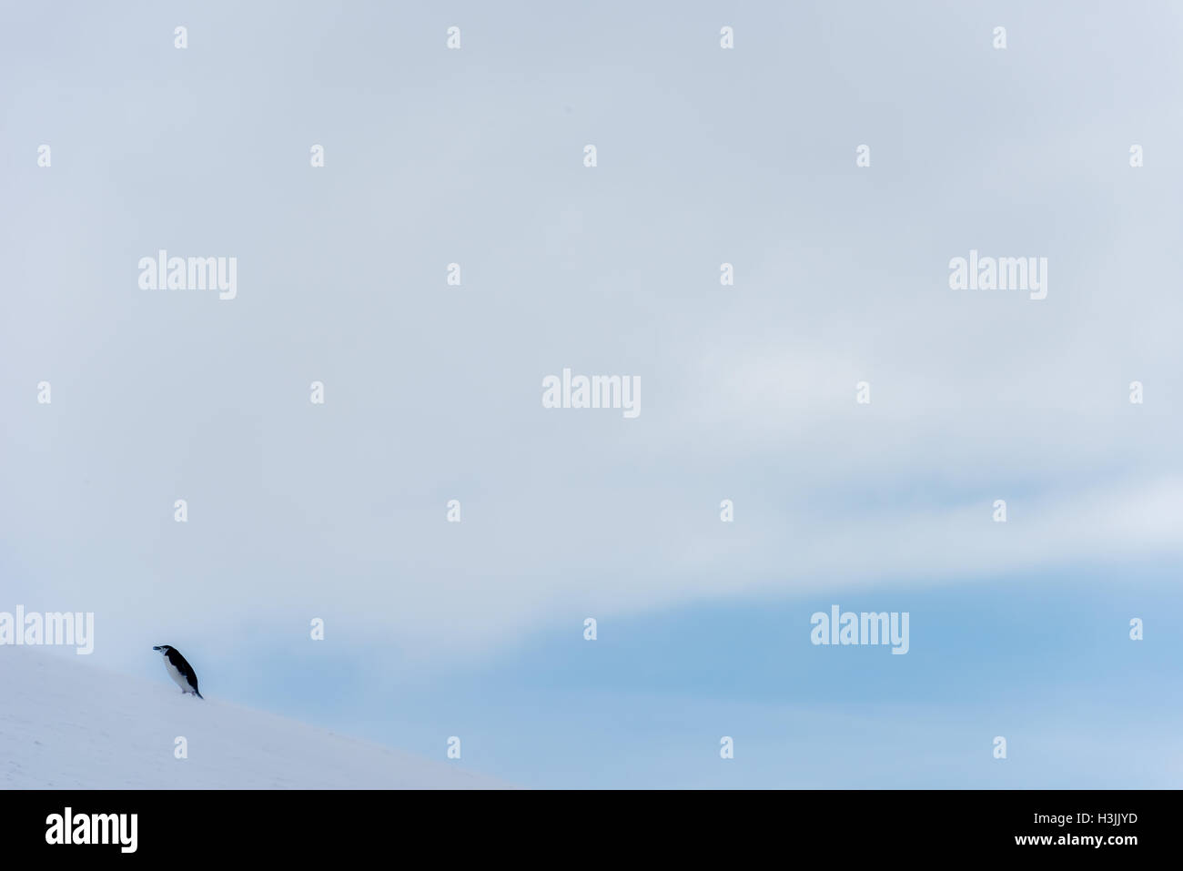 Single Chinstrap penguin in Antarctic Stock Photo