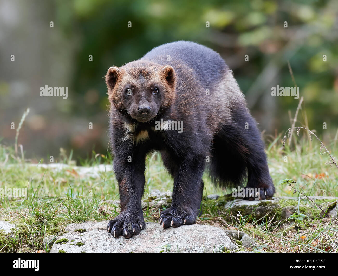 Wolverine animal hi-res stock photography and images - Alamy