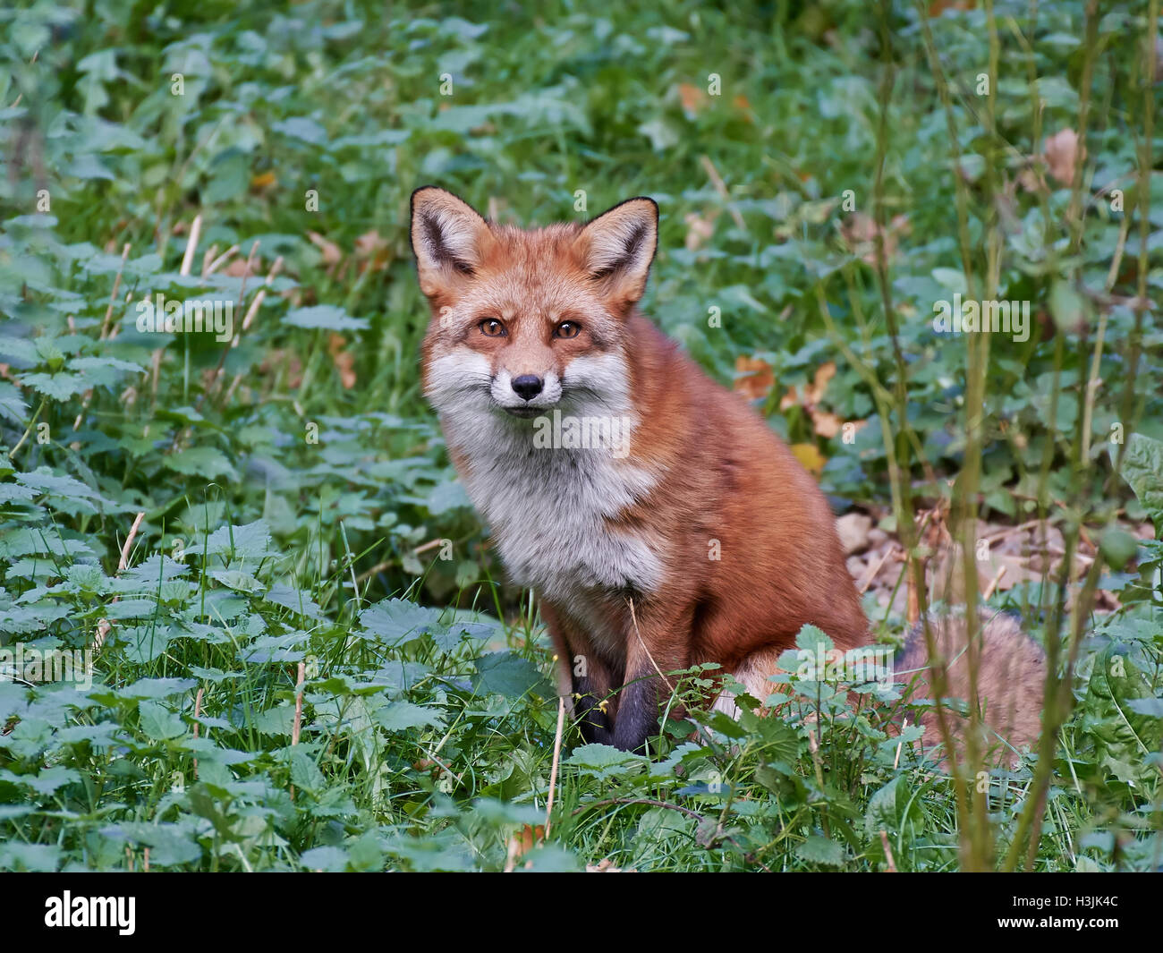 Red Fox Resting In Vegetation In Its Habitat Stock Photo Alamy