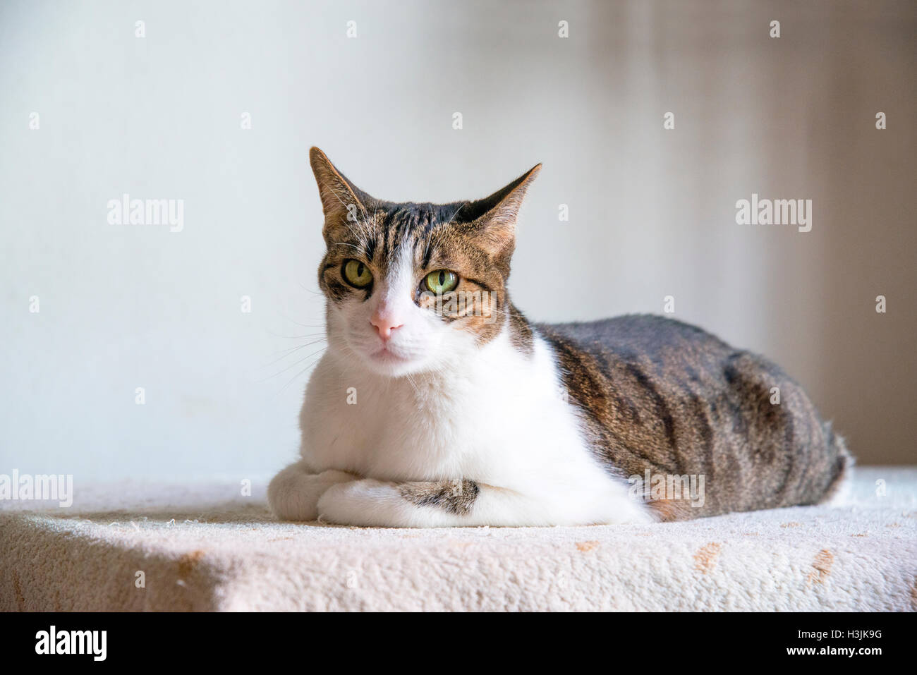 Tabby and white cat lying Stock Photo - Alamy