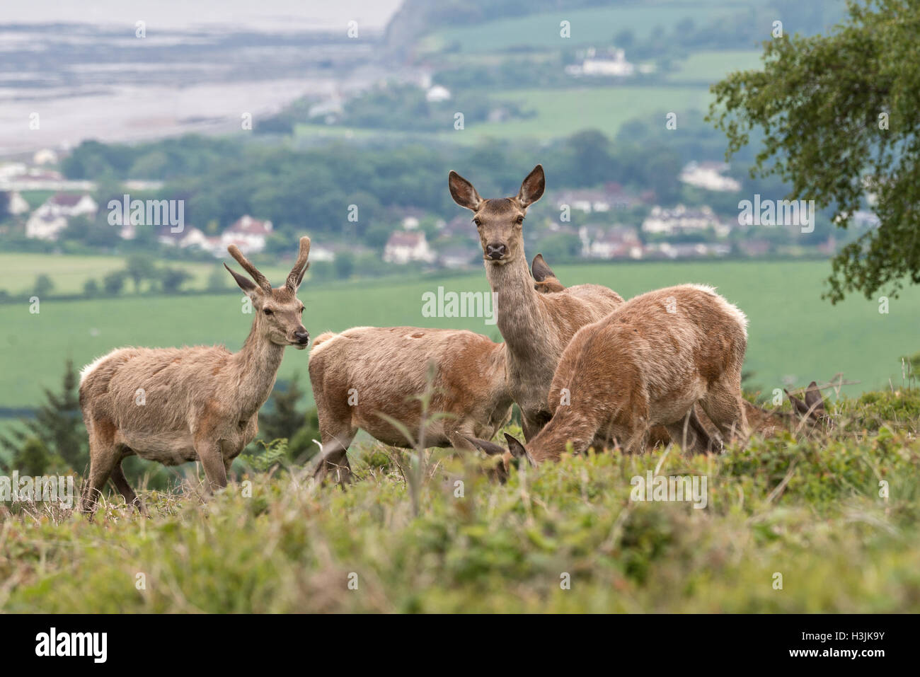 Batts castle settlement hires stock photography and images Alamy